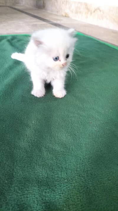 Persian kittens