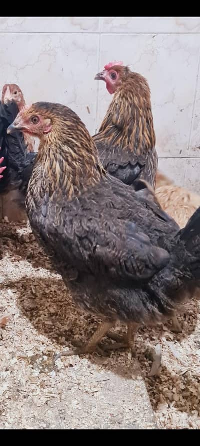 Golden Misri Murgia for Sale