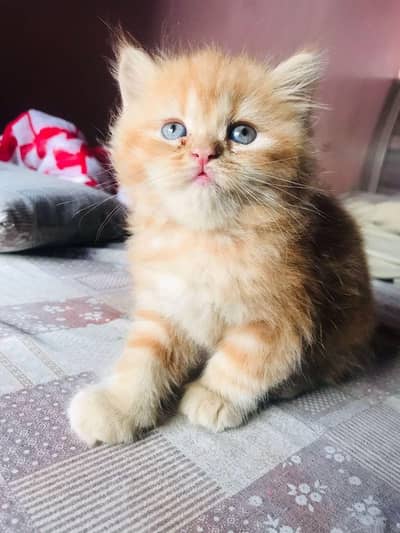 Pair of kitten for sale Tripple cout