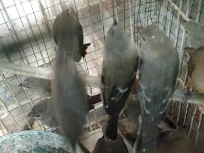 Strawberry finch young pairs