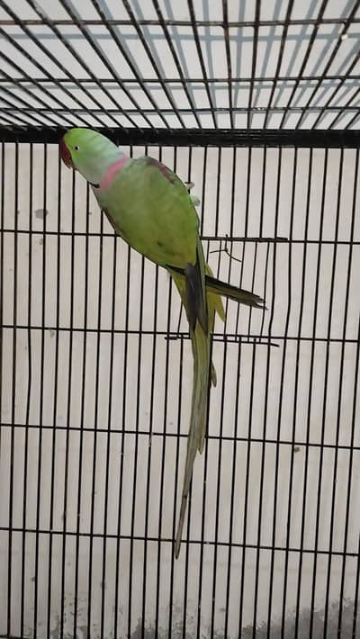 Raw breeder Male Rs 20000