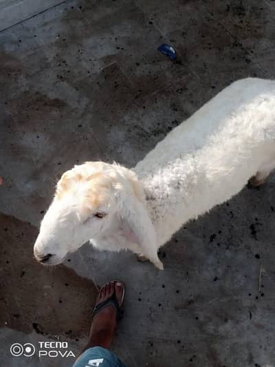 interested log Raabta Karen