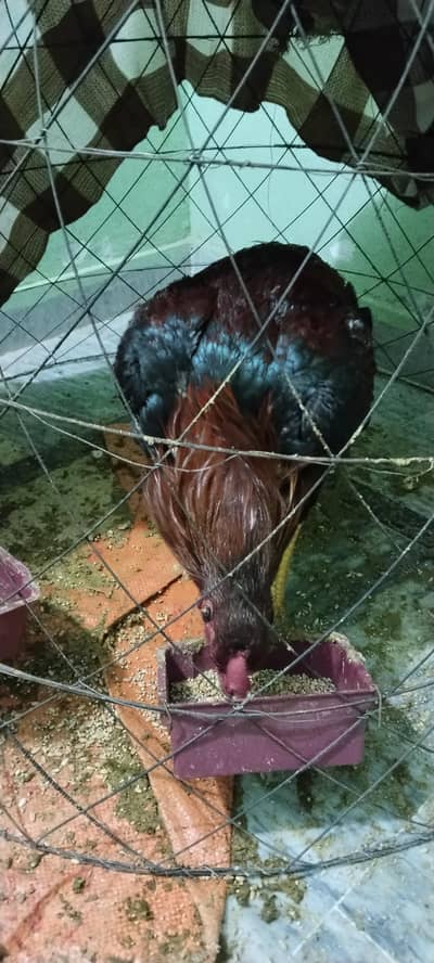 Thai cross pakistani