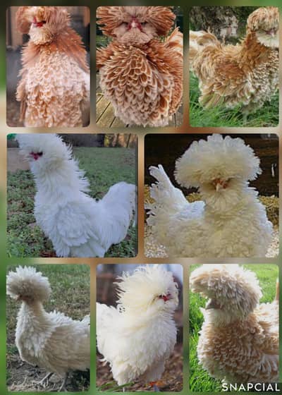 Buff lased frizzle polish