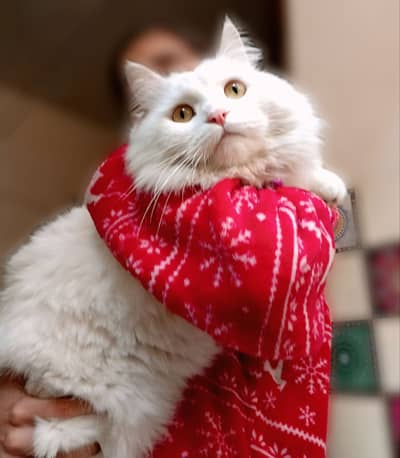 Triple coated Persian . Beautiful and healthy