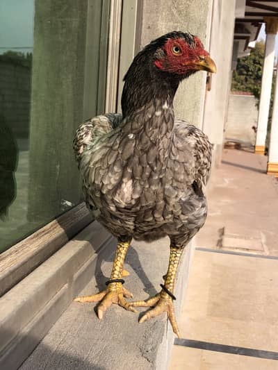 High quality aseel hen