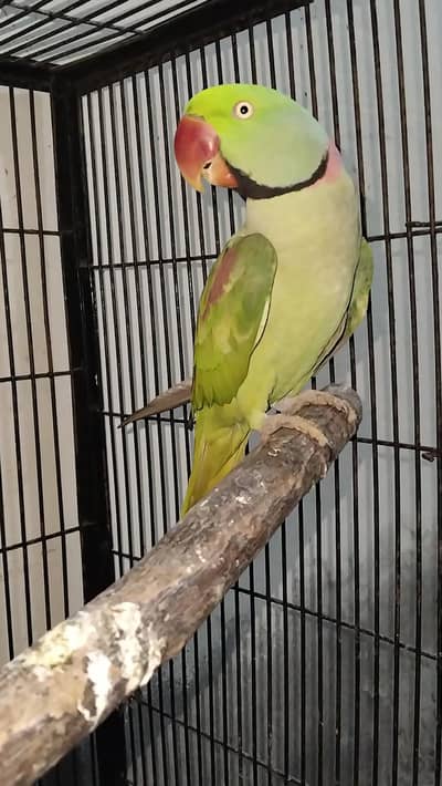 Raw breeder Male Rs 20000