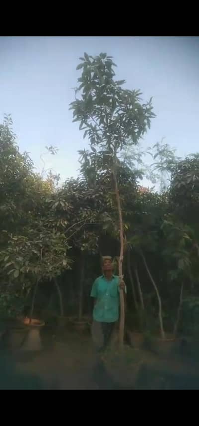 philkan tree for sale
