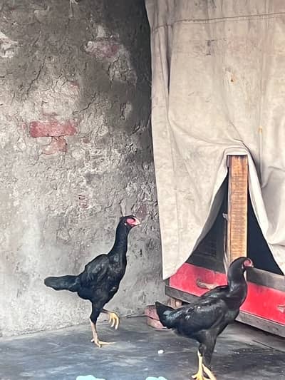 black oh shamo females