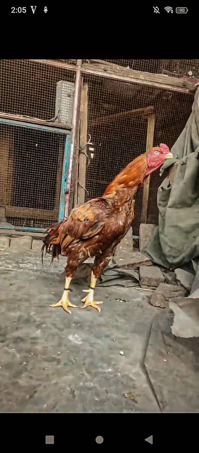 Aseel breeder male for sale