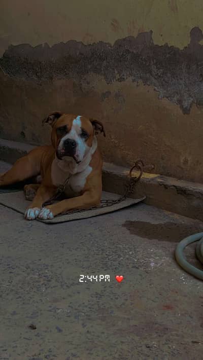 Pittbull pair available for sale