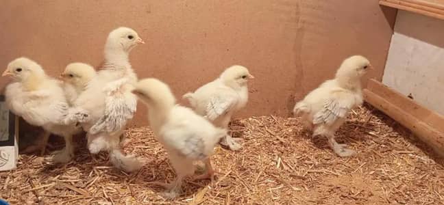 Light Columbian brahma 03430047561