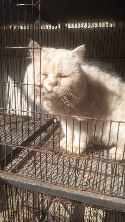 For sale Persian kitten Male at Raiwind