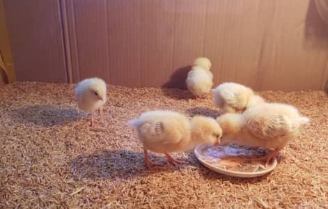 Sussex Chicks High Quality