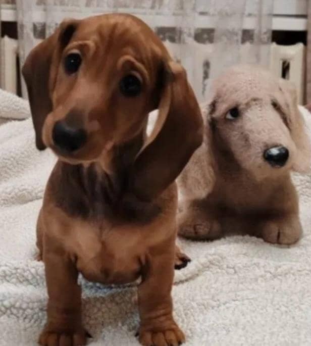 daschund 0