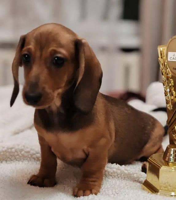daschund 1