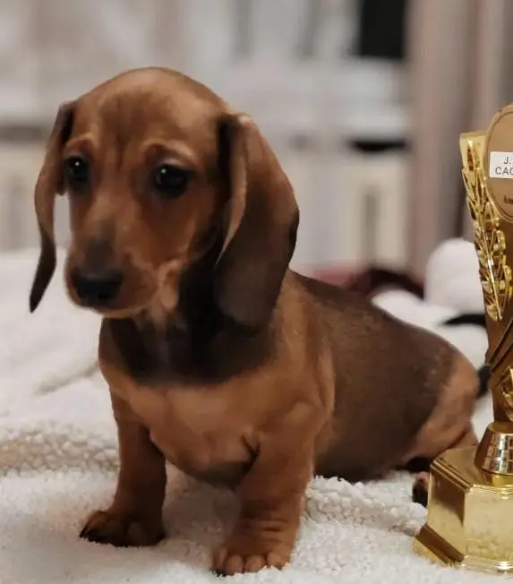daschund — photo 2