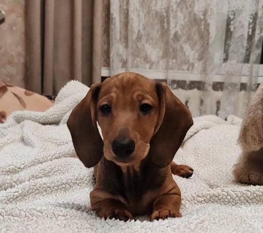 daschund 2