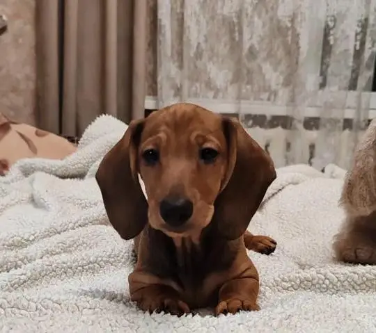 daschund — photo 3