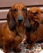 daschund 3