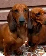 daschund — photo 4