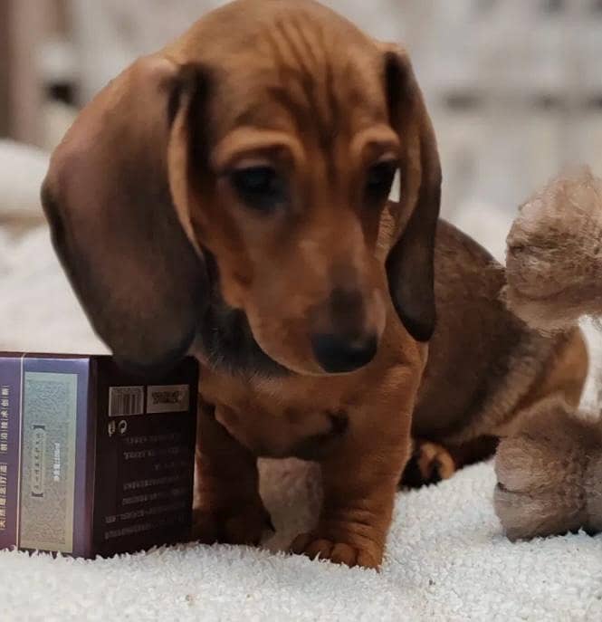 daschund 4