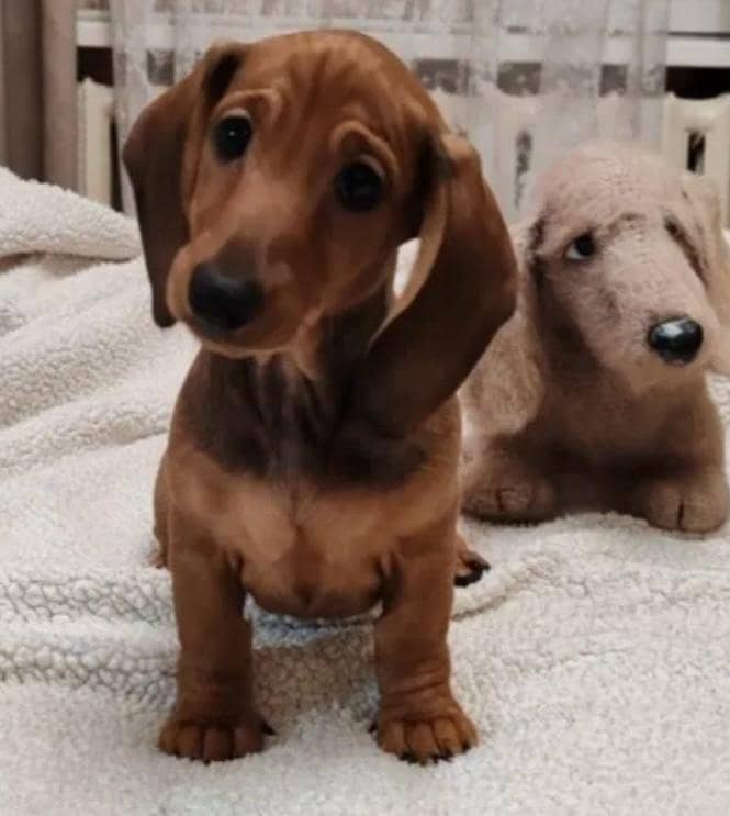 daschund 5