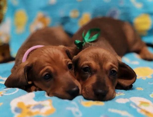 daschund 6