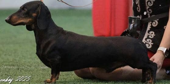 daschund 7