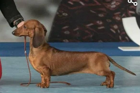 daschund 8