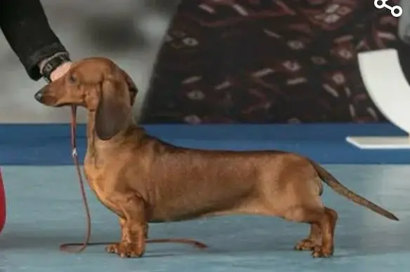 daschund — photo 9
