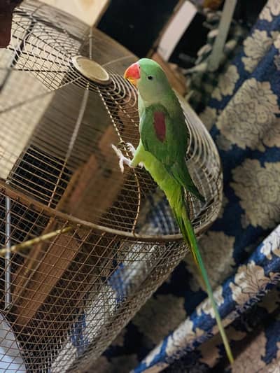 Green Raw parrot