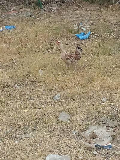 Pure desi hens muscovy duck and aseel madi