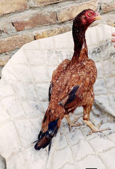 Peeli Madi aseel  Miawali