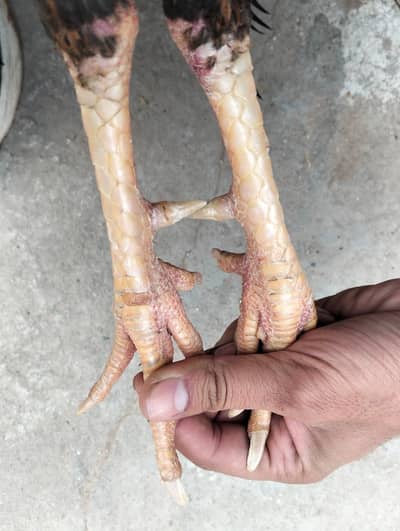 Hens set 1male 5 females