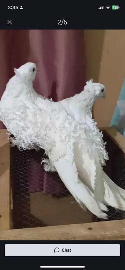 Female required h white frill back ki