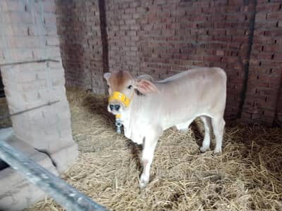 Brahman Bachra for Sale