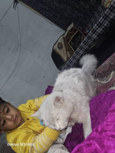 percian cat white color