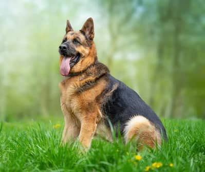German shepherd stock coat female for sale
