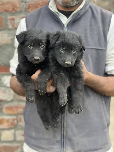 German shepherd long coat puppies 03260404534