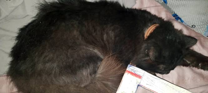 Long Hair Cat (Black) for Sale – Lahore