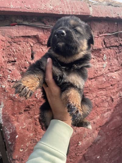 German shepherd puppies