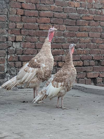 turkey pair