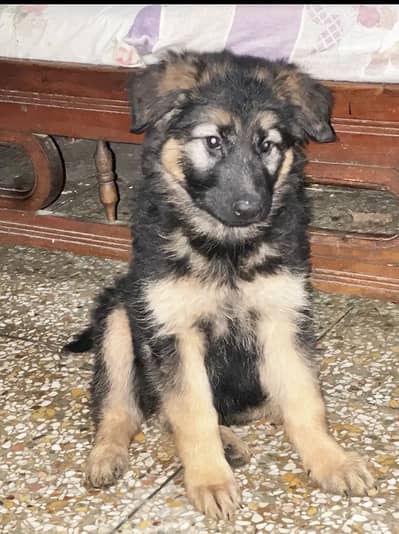 Gsd double code puppies double dose vaccineted