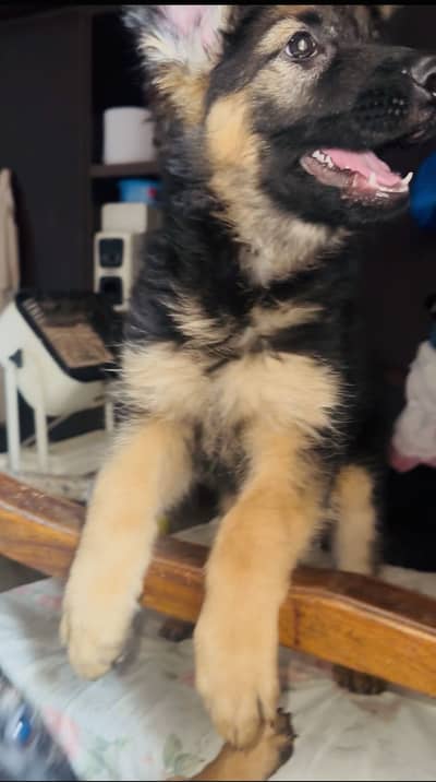 Gsd double code puppies double dose vaccineted