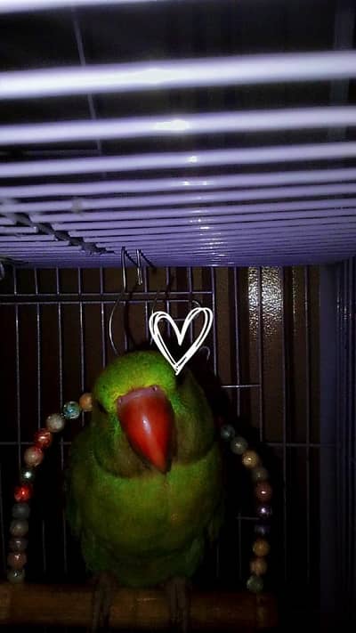 RAW PARROT FEMALE FOR SALE CONTACT semi tame talking start 03406546577