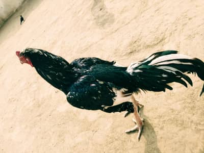 Aseel Lasani Breeder Murgha