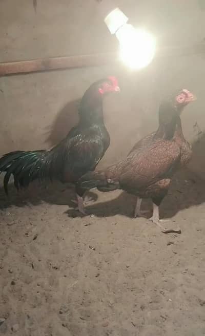 Bandiyal Amrohay Chick's