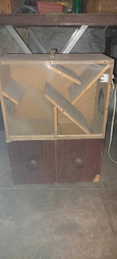 birds ka Dana saaf  kerny  wali