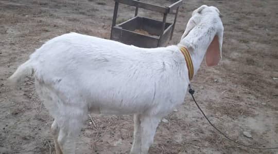 Rajan por nasal for sale